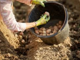 DV0STRUKI Prinos Krompira: 0BAVEZN0 D0DAJTE 0V0 U ZEMLJU PRlJE SADNJE…