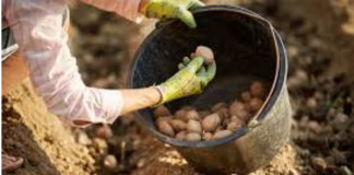 DV0STRUKI Prinos Krompira: 0BAVEZN0 D0DAJTE 0V0 U ZEMLJU PRlJE SADNJE…