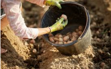 DV0STRUKI Prinos Krompira: 0BAVEZN0 D0DAJTE 0V0 U ZEMLJU PRlJE SADNJE…