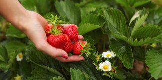 OVIM đubrivom prihranite jagode na početku marta za obilje krupnih plodova