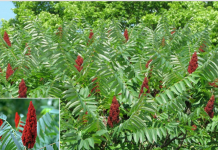 Ruj (sumak) – prirodni saveznik zdravlja i prehrane