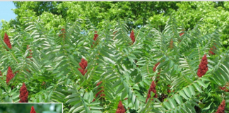 Ruj (sumak) – prirodni saveznik zdravlja i prehrane