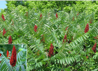 Ruj (sumak) – prirodni saveznik zdravlja i prehrane