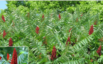 Ruj (sumak) – prirodni saveznik zdravlja i prehrane