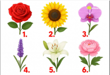 TEST: Koji cvijet vam se najviše dopada? – On otkriva kako vas drugi zapravo vide!