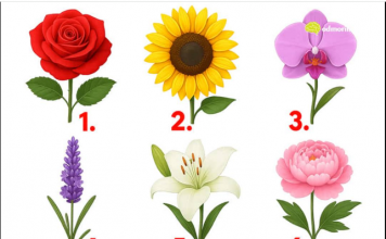 TEST: Koji cvijet vam se najviše dopada? – On otkriva kako vas drugi zapravo vide!