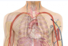 Rani znakovi srčanih problema: 6 simptoma koje ne treba ignorisati