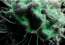 „Šta uzrokuje svrab na različitim dijelovima tijela: kada je bezopasan, a kada potražiti savjet ljekara“