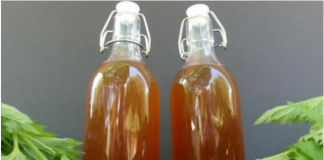 ULJE OD MLADE KOPRIVE: Evo kako ga spremiti i za što je sve izvrsno kao lijek…