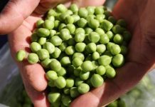 Smrznuti grašak mnogi kuhaju potpuno pogrešno: Evo kako treba, brže bude gotov i daleko je ukusniji