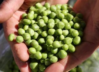 Smrznuti grašak mnogi kuhaju potpuno pogrešno: Evo kako treba, brže bude gotov i daleko je ukusniji