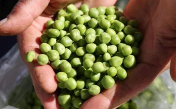 Smrznuti grašak mnogi kuhaju potpuno pogrešno: Evo kako treba, brže bude gotov i daleko je ukusniji