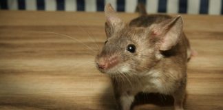 Evo kako se riješiti miševa i pacova pomoću SODE BIKARBONE? To bi svi trebali znati tokom sezone!