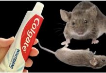 TRIK da se trajno riješite pacova i miševa u kući pomoću paste za zube: Neće se više približiti kući!