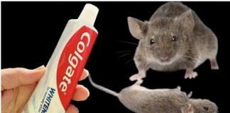 TRIK da se trajno riješite pacova i miševa u kući pomoću paste za zube: Neće se više približiti kući!