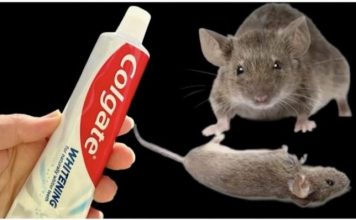 TRIK da se trajno riješite pacova i miševa u kući pomoću paste za zube: Neće se više približiti kući!