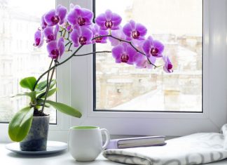 Samo voda nije dovoljna: Dodajte ovo u saksiju i orhideje će bujati kao lude…