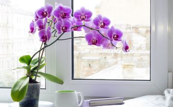 Samo voda nije dovoljna: Dodajte ovo u saksiju i orhideje će bujati kao lude…