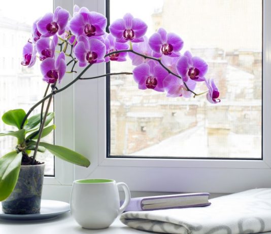 Samo voda nije dovoljna: Dodajte ovo u saksiju i orhideje će bujati kao lude…