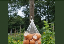 Ne Bacajte Ljuske od Jaja! Obesite ih u Bašti – Razlog će vas iznenaditi!