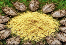 Stavi OVO u svoj dom i gledaj kako štetočine same bježe!