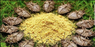 Stavi OVO u svoj dom i gledaj kako štetočine same bježe!