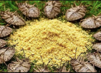 Stavi OVO u svoj dom i gledaj kako štetočine same bježe!