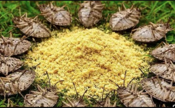 Stavi OVO u svoj dom i gledaj kako štetočine same bježe!