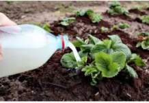 Domaća prihrana za jagode – provjereni recepti za bogat i zdrav urod