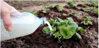 Domaća prihrana za jagode – provjereni recepti za bogat i zdrav urod