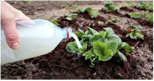 Domaća prihrana za jagode – provjereni recepti za bogat i zdrav urod