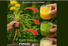 Maslačak – skromna biljka sa izuzetnim zdravstvenim prednostima