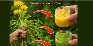 Maslačak – skromna biljka sa izuzetnim zdravstvenim prednostima