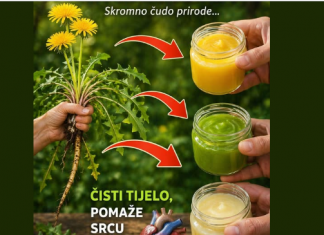 Maslačak – skromna biljka sa izuzetnim zdravstvenim prednostima