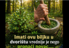 Ova biljka u vašem dvorištu vrijedi više nego da nađete lago…