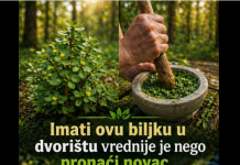 Ova biljka u vašem dvorištu vrijedi više nego da nađete lago…