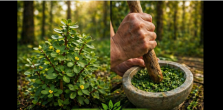 Ova biljka u vašem dvorištu vrijedi više nego da nađete lago…