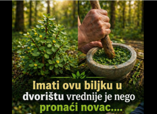 Ova biljka u vašem dvorištu vrijedi više nego da nađete lago…