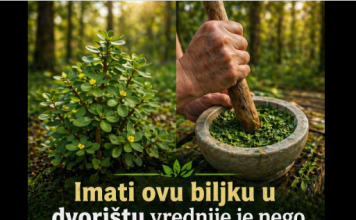 Ova biljka u vašem dvorištu vrijedi više nego da nađete lago…