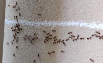 Nećete verovati: Mravi od pamtiveka nagoveštavaju događaje, evo kada slute zlo i nesreću u kući