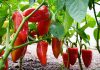 Njemačka metoda sadnje paprika: Zaboravite na kopanje i plijevljenje, a prinos će biti duplo veći