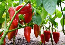 Njemačka metoda sadnje paprika: Zaboravite na kopanje i plijevljenje, a prinos će biti duplo veći
