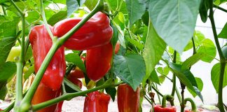 Njemačka metoda sadnje paprika: Zaboravite na kopanje i plijevljenje, a prinos će biti duplo veći