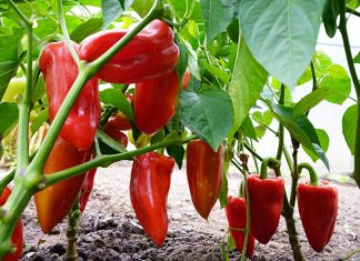 Njemačka metoda sadnje paprika: Zaboravite na kopanje i plijevljenje, a prinos će biti duplo veći