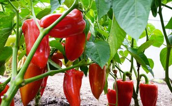Njemačka metoda sadnje paprika: Zaboravite na kopanje i plijevljenje, a prinos će biti duplo veći