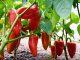 Njemačka metoda sadnje paprika: Zaboravite na kopanje i plijevljenje, a prinos će biti duplo veći