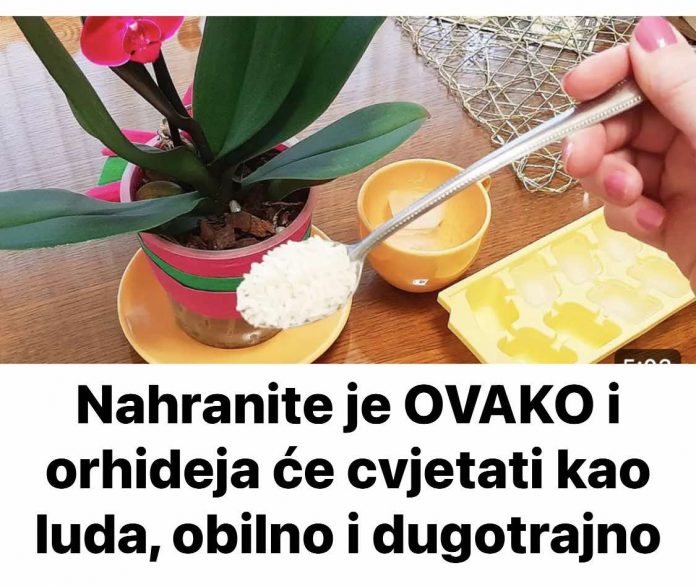 Nahranite je OVAKO i orhideja će cvjetati kao luda, obilno i dugotrajno - featured image