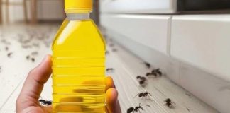 RIJEŠITE SE MRAVA ZA SAMO 4 MINUTE: Pogledajte trik koji djeluje odmah! 🐜🔥 RIJEŠITE SE MRAVA ZA SAMO 4 MINUTE: Pogledajte trik koji djeluje odmah! 🐜🔥 - featured image