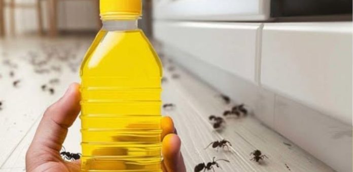 RIJEŠITE SE MRAVA ZA SAMO 4 MINUTE: Pogledajte trik koji djeluje odmah! 🐜🔥 - featured image RIJEŠITE SE MRAVA ZA SAMO 4 MINUTE: Pogledajte trik koji djeluje odmah! 🐜🔥 - featured image