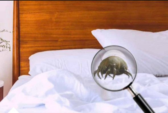 KOLIKO PUTA MJESEČNO MJENJATE POSTELJINU? Ako Je OVO Vaš Odgovor Onda Morate OZBILJNO Da Se Zabrinete! - featured image KOLIKO PUTA MJESEČNO MJENJATE POSTELJINU? Ako Je OVO Vaš Odgovor Onda Morate OZBILJNO Da Se Zabrinete! - featured image